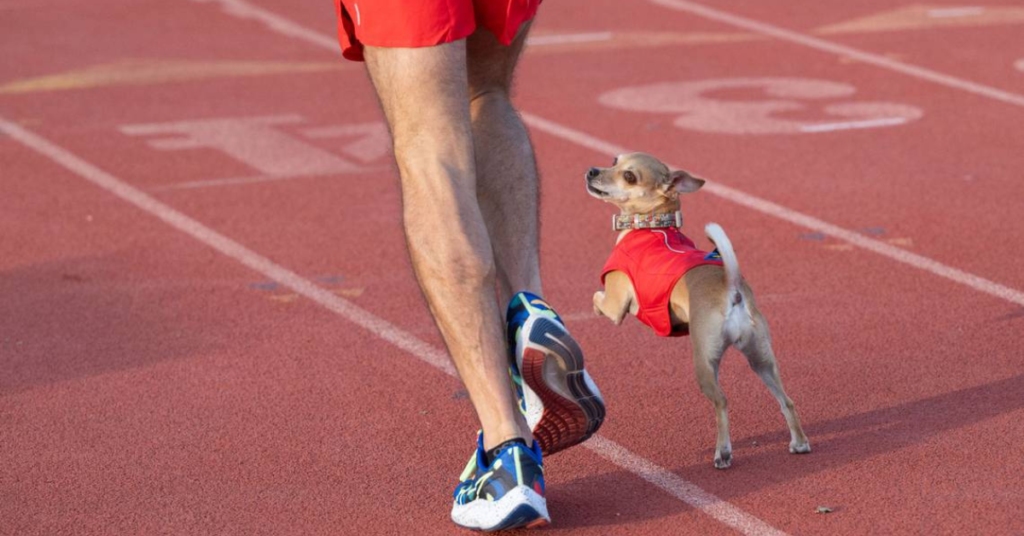 This Tiny Chihuahua Runs Marathons & Aims for World Records